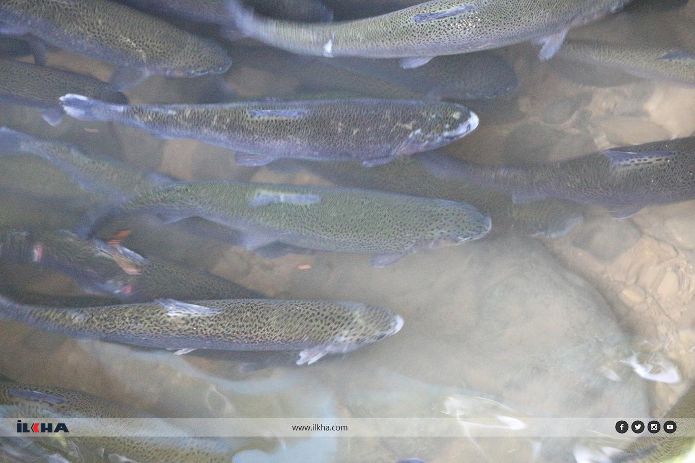 Sıcaklardan bunalanların uğrak yeri: Ğurs Vadisi