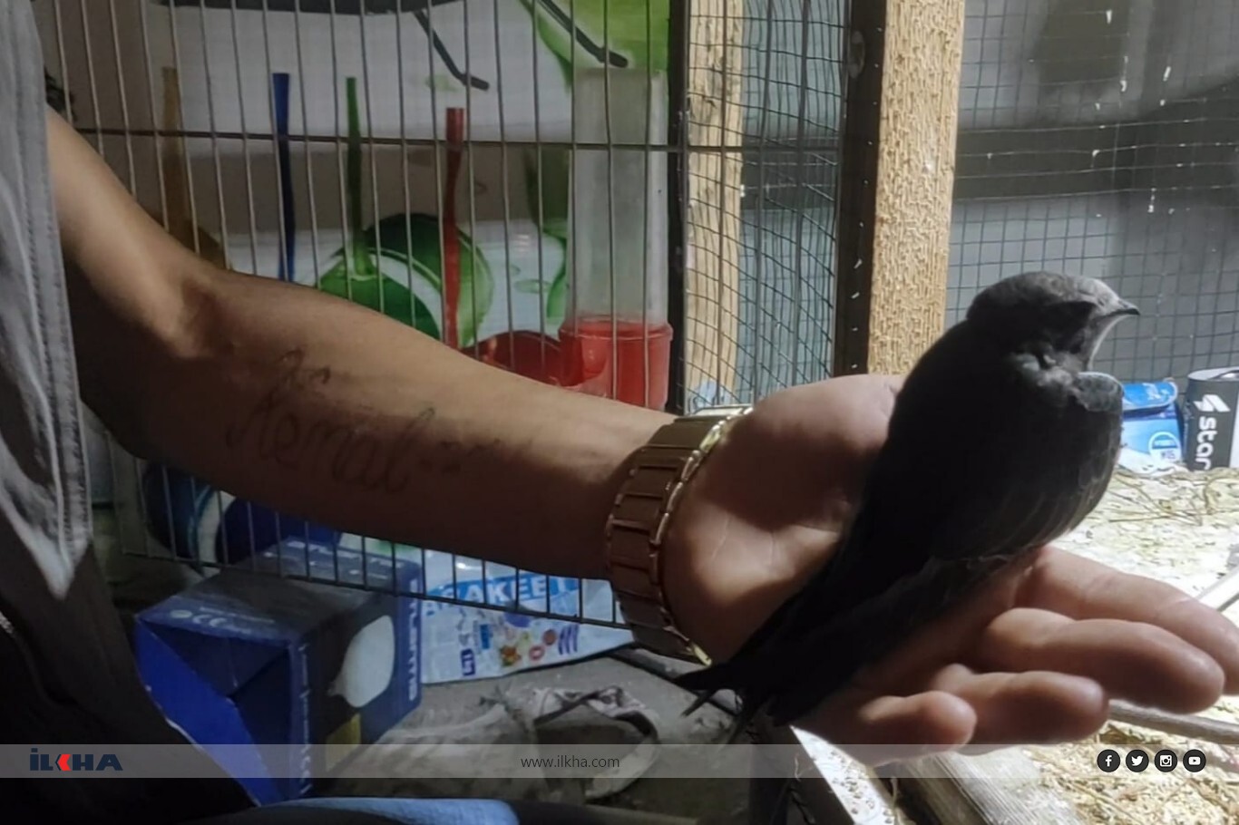 Mardin’de bitkin halde bulduğu "Ebabil" kuşunu kendi eliyle besliyor Mardin’de bitkin halde bulduğu "Ebabil" kuşunu kendi eliyle besliyor