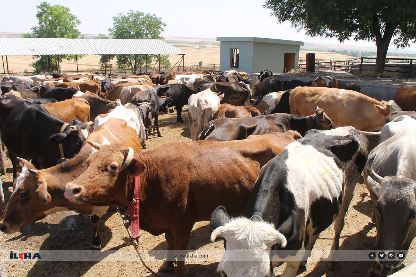 Diyarbakır'da binlerce aileye IHO EBRAR, kurban eti dağıtacak