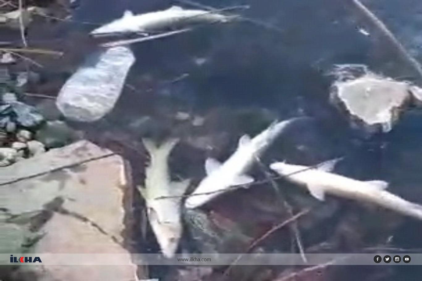 Murat Nehri'nde yüzlerce balık kıyıya vurdu Murat Nehri'nde yüzlerce balık kıyıya vurdu