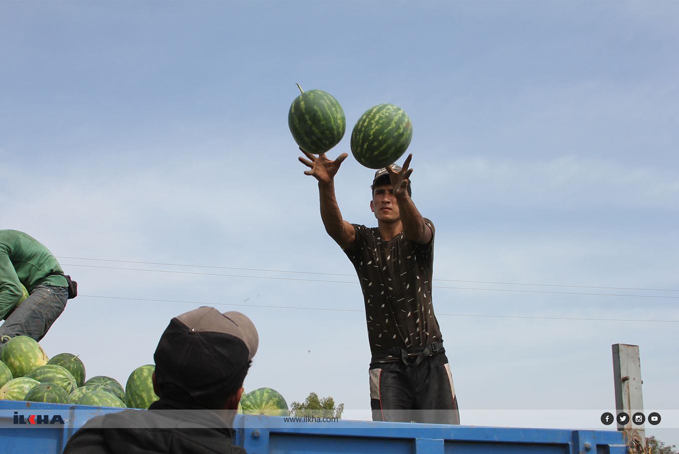 Adana'da karpuz hasadı sürüyor Adana'da karpuz hasadı sürüyor