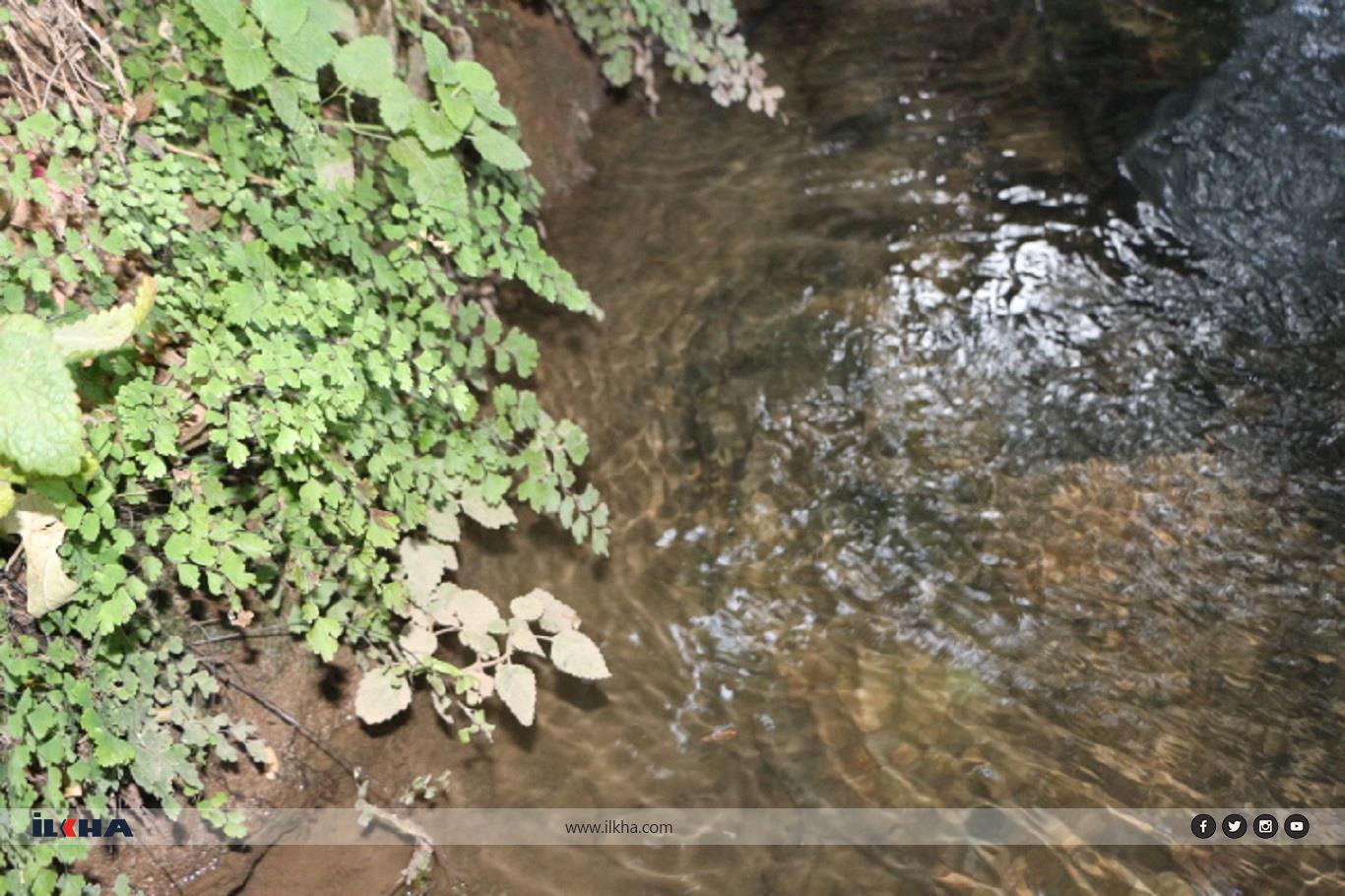 Sıcaklardan bunalanların uğrak yeri: Ğurs Vadisi
