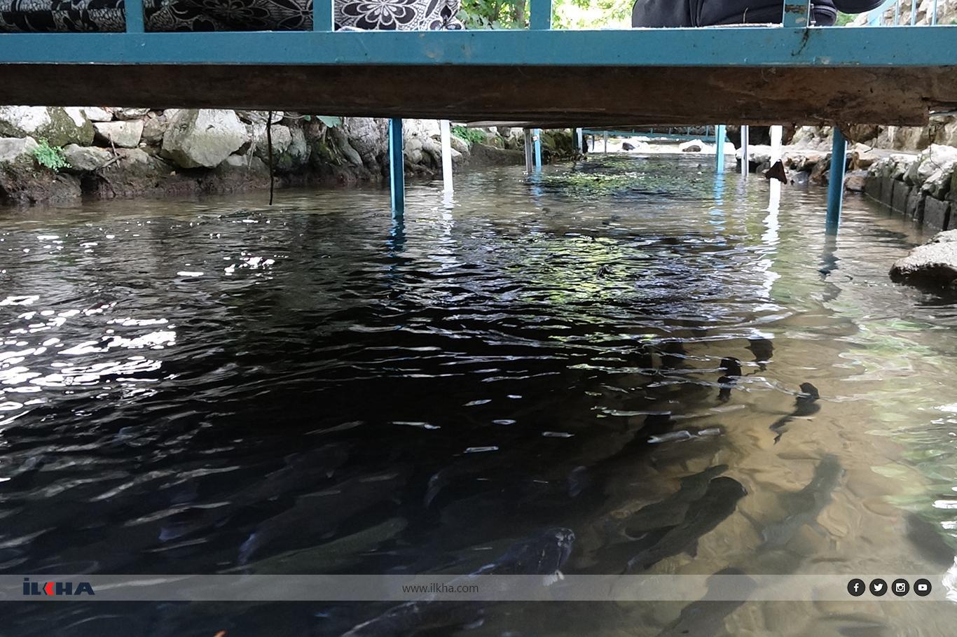 Sıcaklardan bunalanların uğrak yeri: Ğurs Vadisi