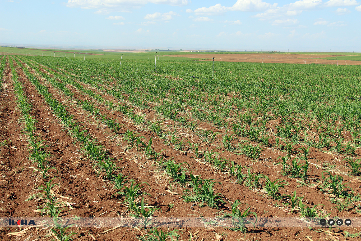 Çiftçiler: "Güneydoğu Anadolu Projesi acilen hayata geçirilsin"