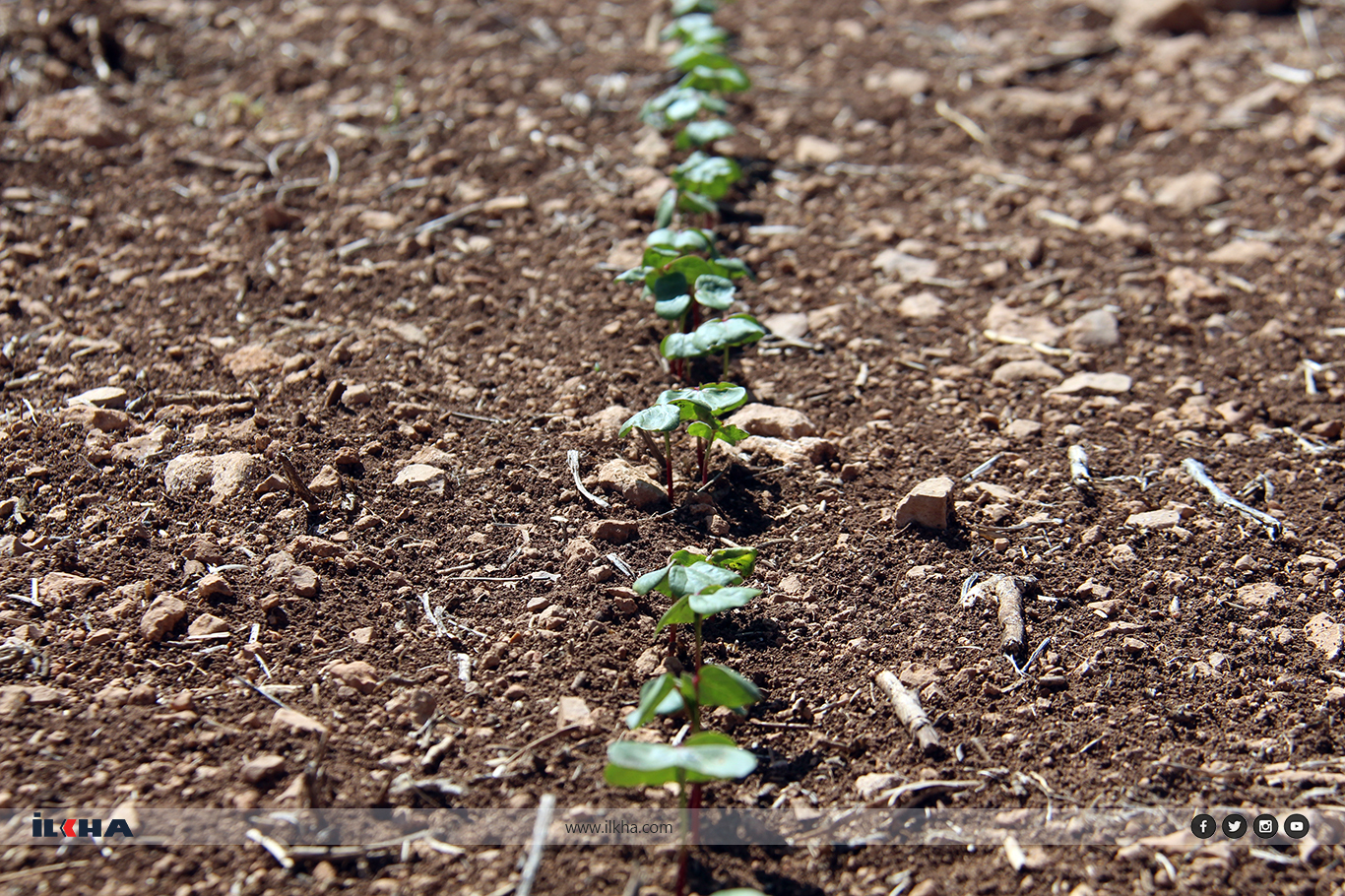 Çiftçiler: "Güneydoğu Anadolu Projesi acilen hayata geçirilsin"