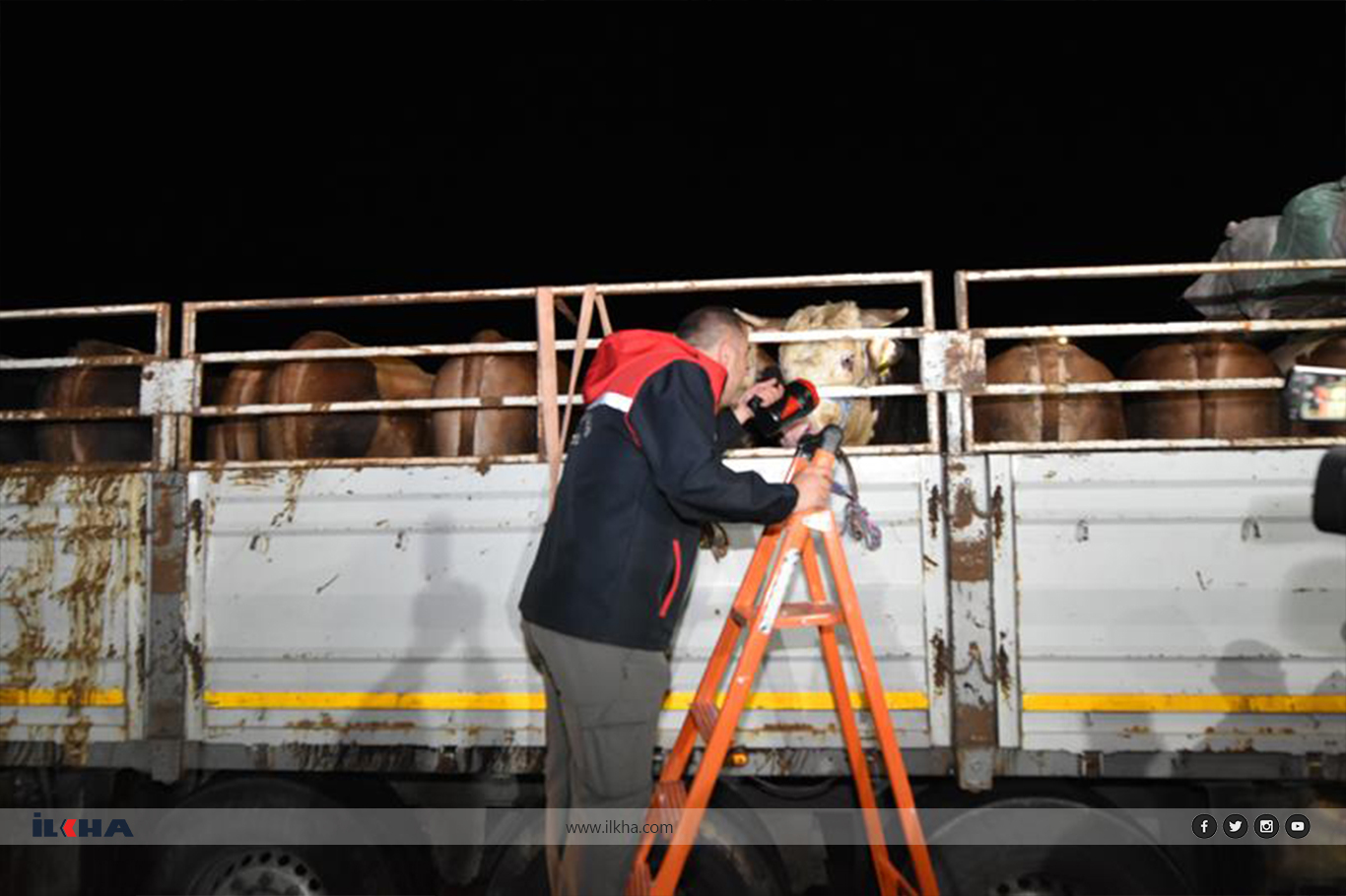İstanbul'a kurbanlık hayvan girişi başladı
