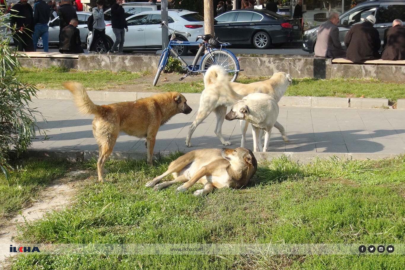 Başıboş köpek saldırıları ve kuduz vakaları arttı, hükümete çözüm çağrısı yapıldı! Başıboş köpek saldırıları ve kuduz vakaları arttı, hükümete çözüm çağrısı yapıldı!