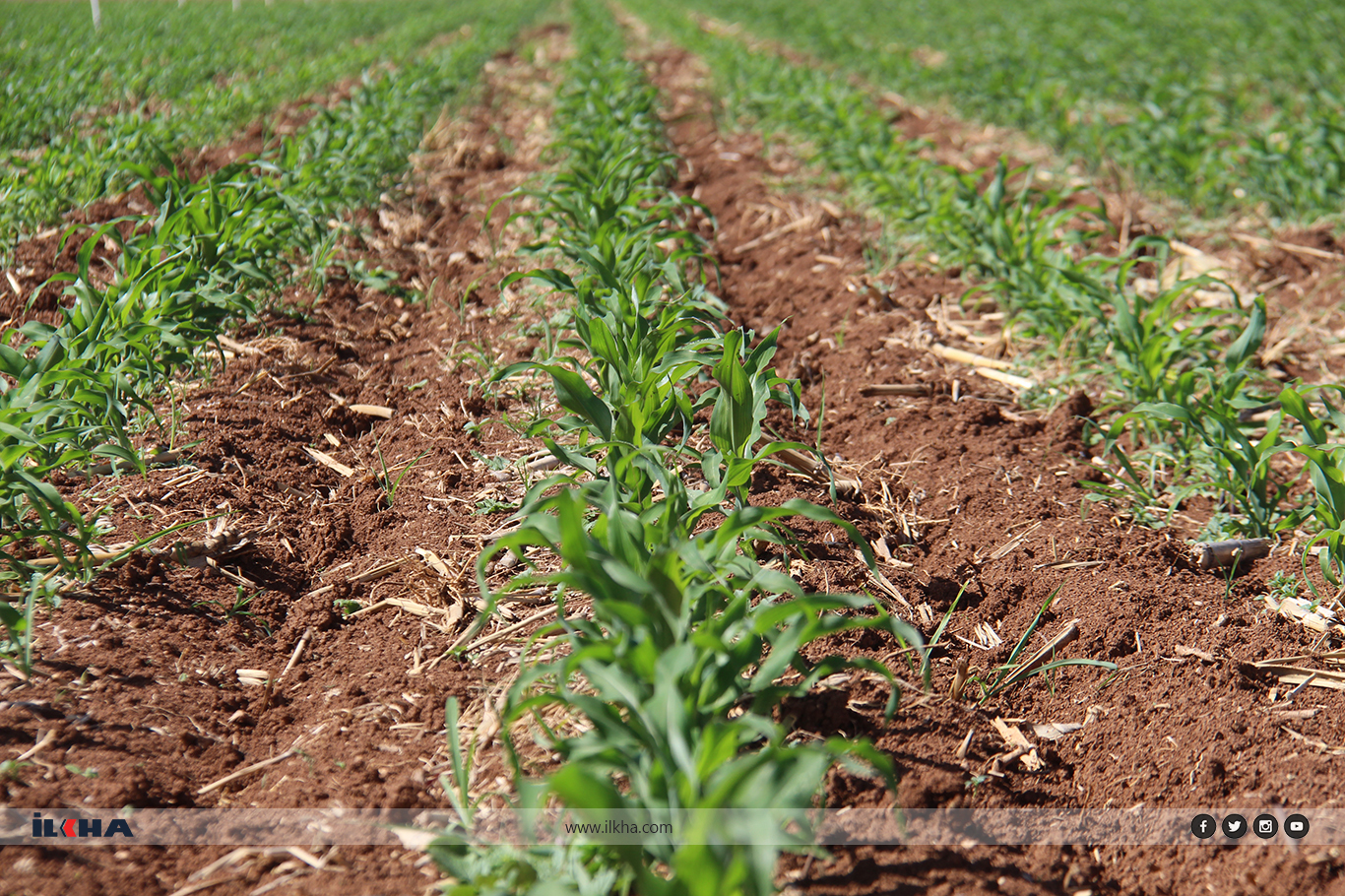 Çiftçiler: "Güneydoğu Anadolu Projesi acilen hayata geçirilsin"