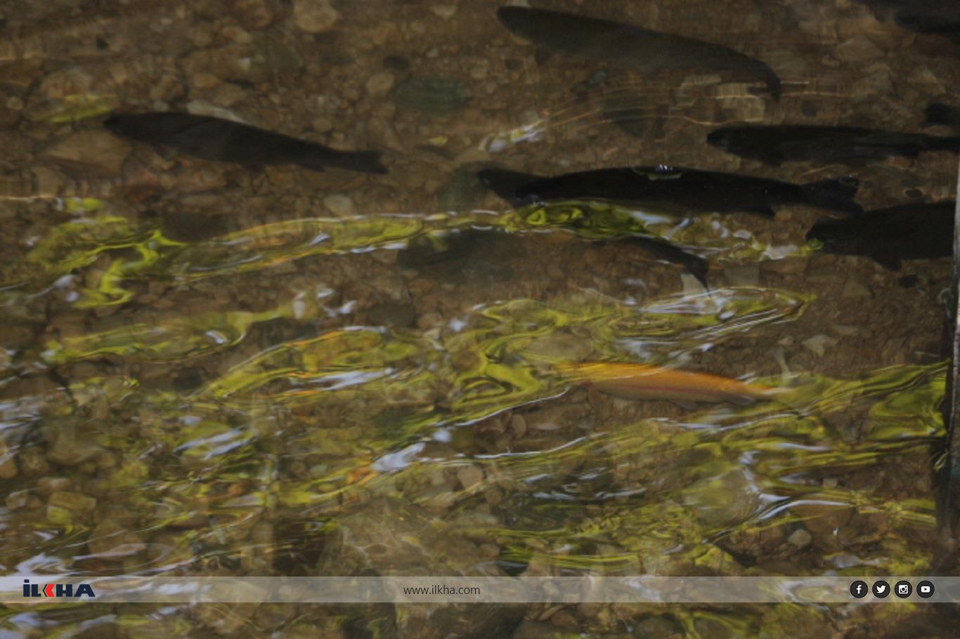 Sıcaklardan bunalanların uğrak yeri: Ğurs Vadisi