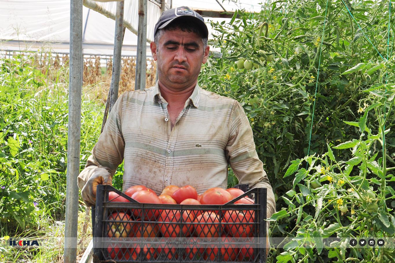 Domates hasadına devam eden çiftçiler verimden memnun Domates hasadına devam eden çiftçiler verimden memnun