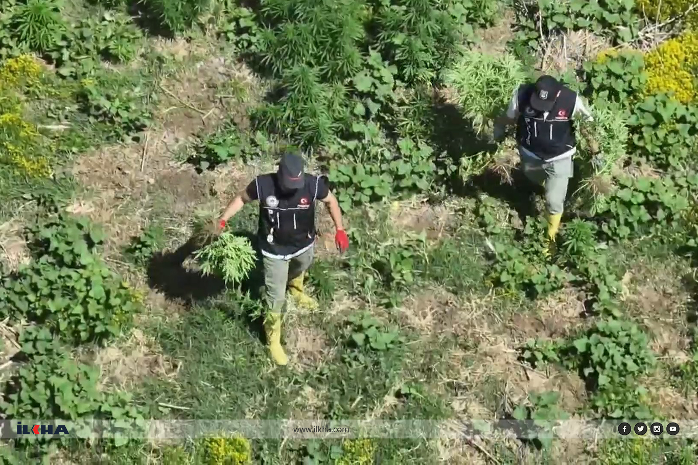 Diyarbakır'da bin 220 adet kök keneviri ele geçirildi Diyarbakır'da bin 220 adet kök keneviri ele geçirildi