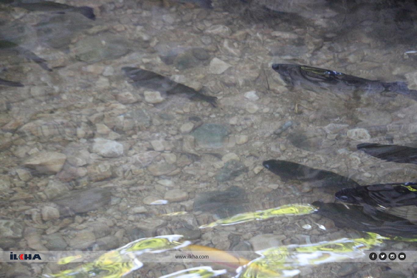 Sıcaklardan bunalanların uğrak yeri: Ğurs Vadisi