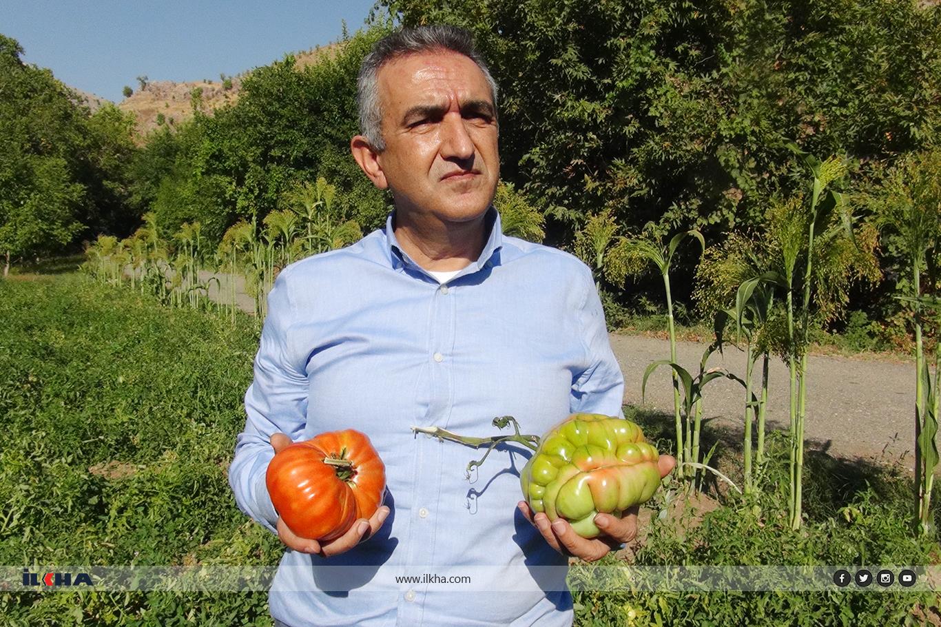 Büyüklüğü ve ağırlığıyla dikkat çeken domatesler tescil yolunda Büyüklüğü ve ağırlığıyla dikkat çeken domatesler tescil yolunda