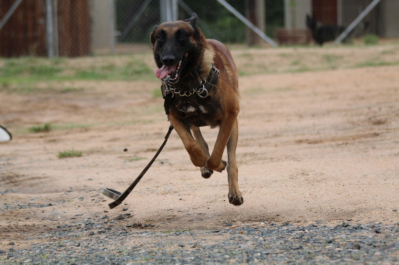 Başıboş köpek saldırılarına karşı ne yapılmalı? Başıboş köpek saldırılarına karşı ne yapılmalı?