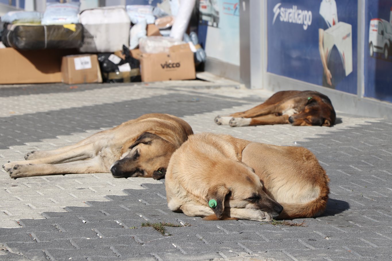 MAZLUMDER'den sahipsiz ve başıboş köpekler raporu