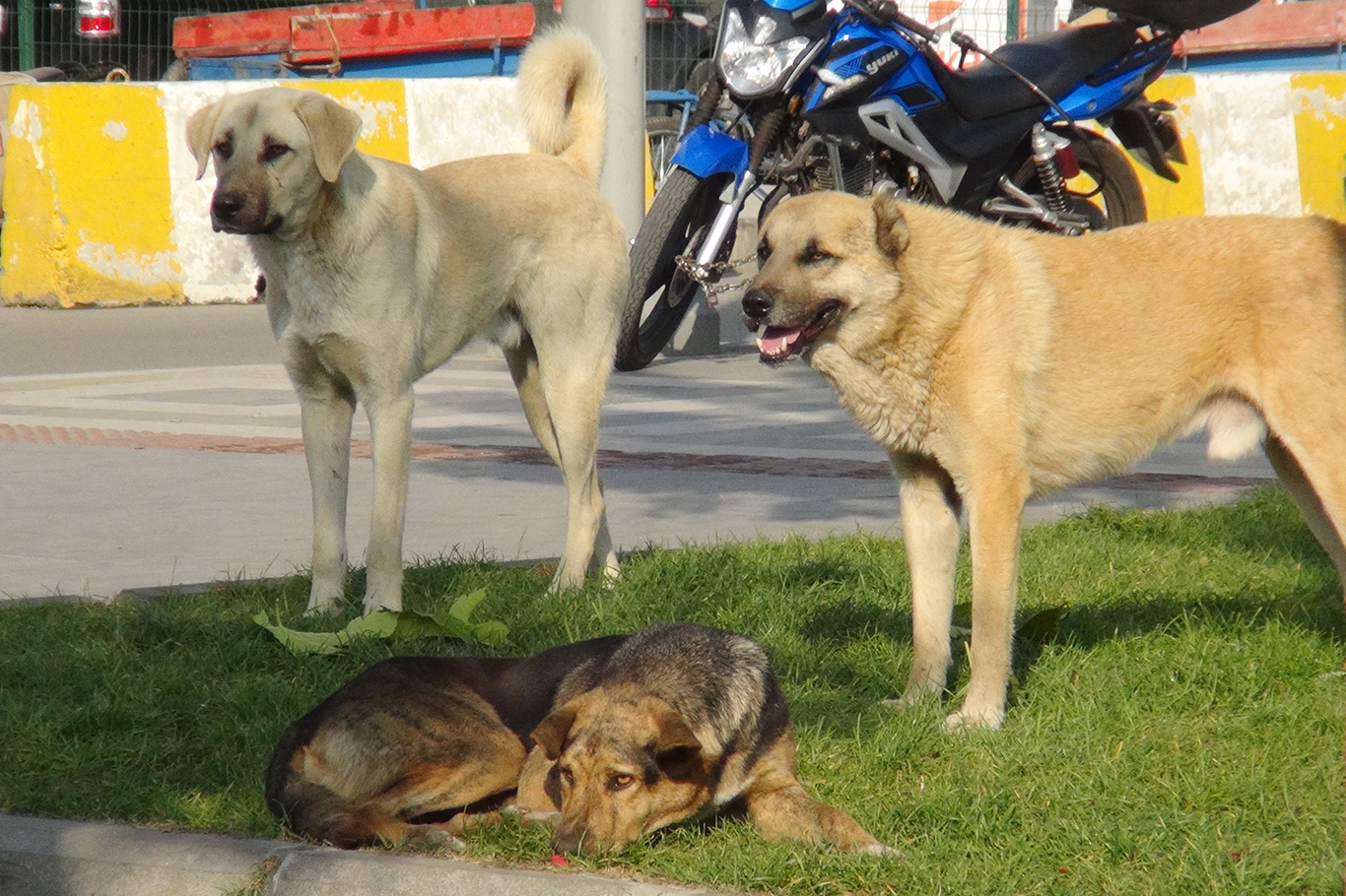 Başıboş sokak köpekleri 33 kişiyi öldürdü! Başıboş sokak köpekleri 33 kişiyi öldürdü!