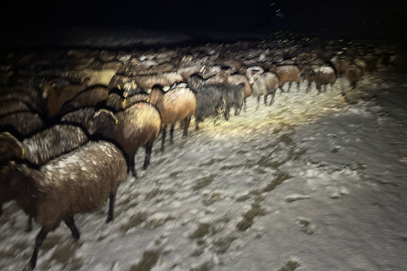 Karda mahsur kalan çoban ve 3 bin koyun kurtarıldı
