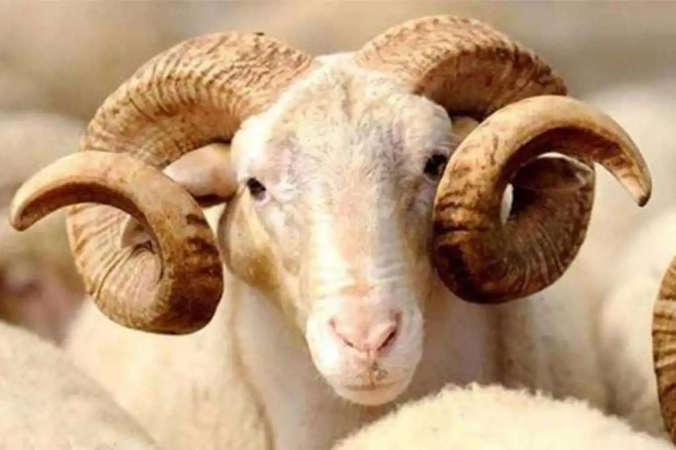 Kurban kesmenin şartları nelerdir? Kimler kurban kesebilir? Kurban kesmenin şartları nelerdir? Kimler kurban kesebilir?