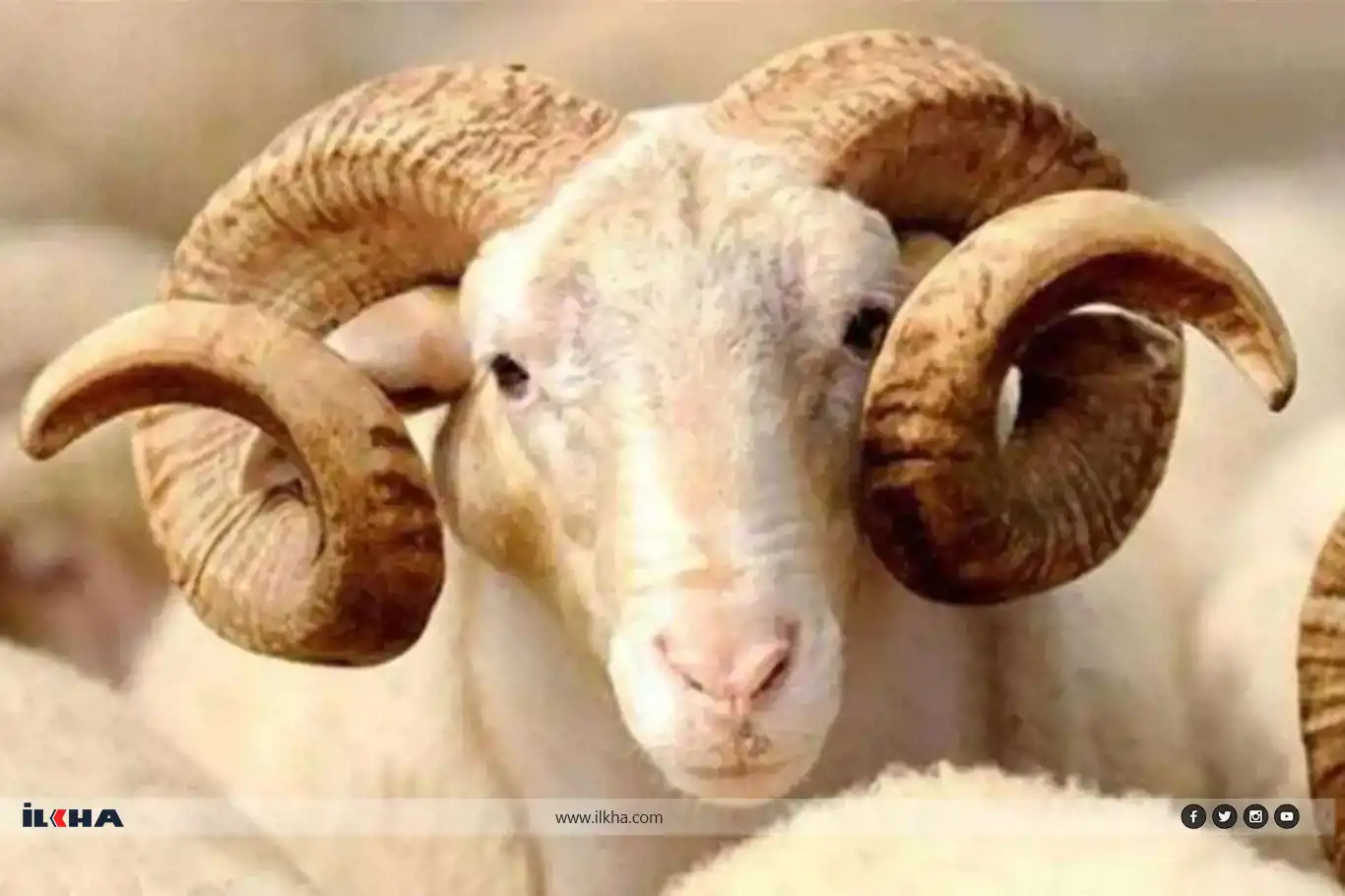 Importance of qurbani sacrifice in Islam: Ritual, significance, and distribution Importance of qurbani sacrifice in Islam: Ritual, significance, and distribution