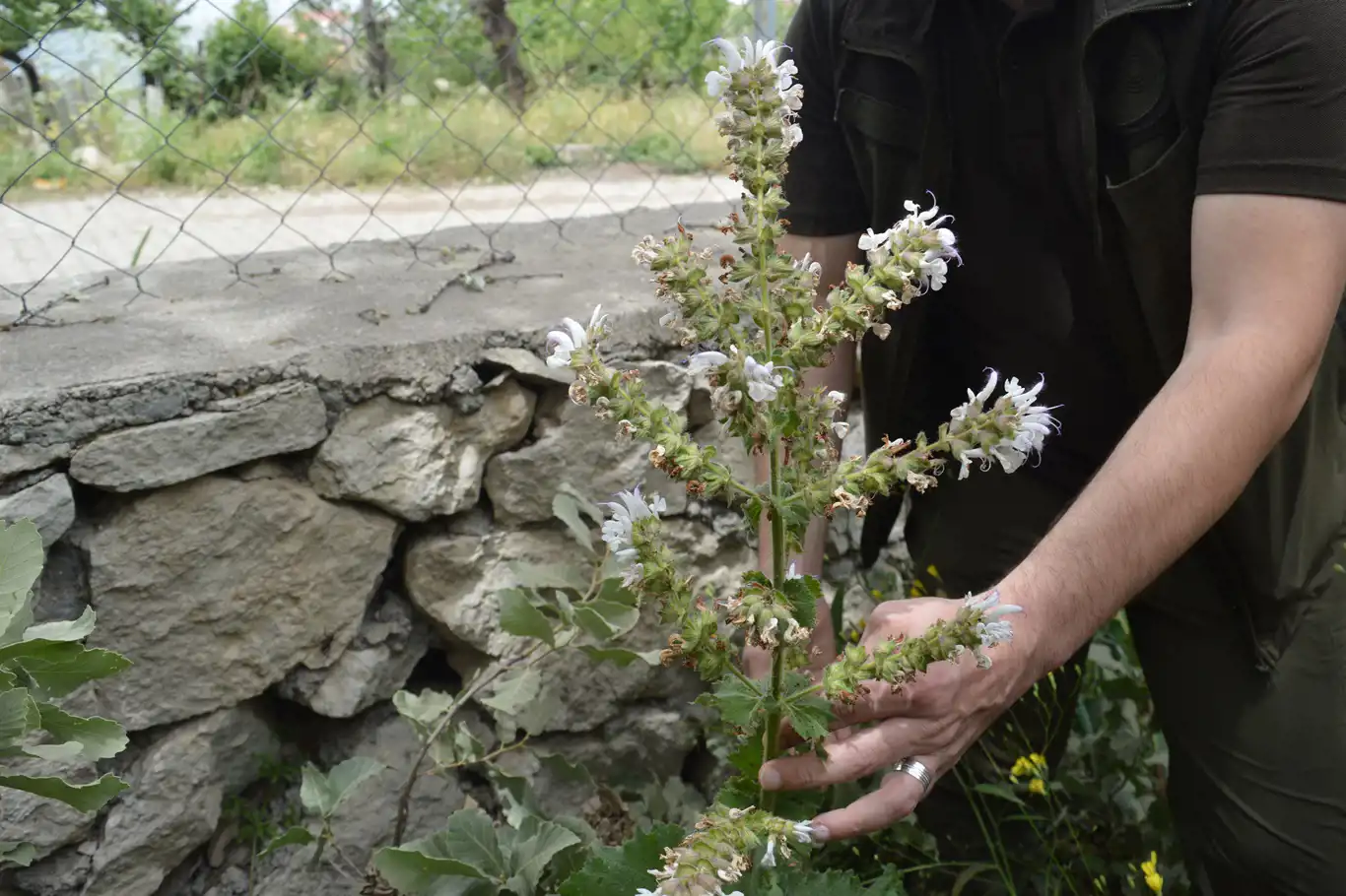 Siirt'e özgü endemik bitki Salvia Siirtica çiçek açtı Siirt'e özgü endemik bitki Salvia Siirtica çiçek açtı