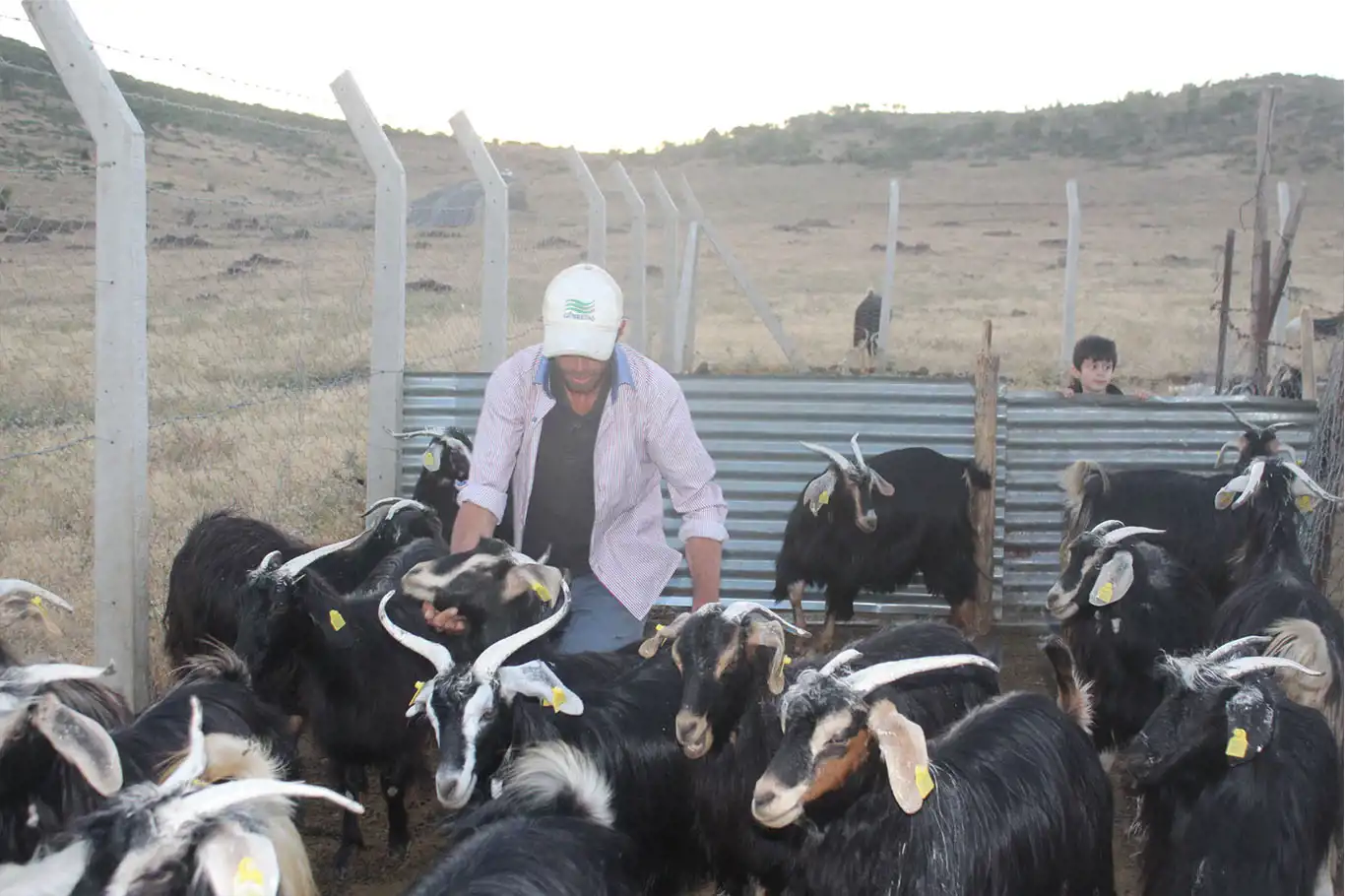 Çoban Karabulut: Peygamber mesleği olan çobanlık dürüst yapılırsa kazancı da çoktur Çoban Karabulut: Peygamber mesleği olan çobanlık dürüst yapılırsa kazancı da çoktur