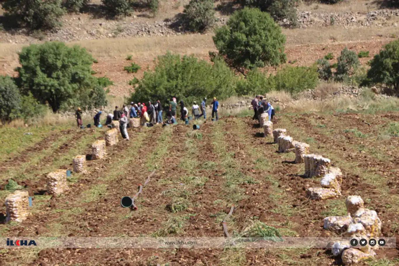 Palehîya kartolan dest pê kir Palehîya kartolan dest pê kir