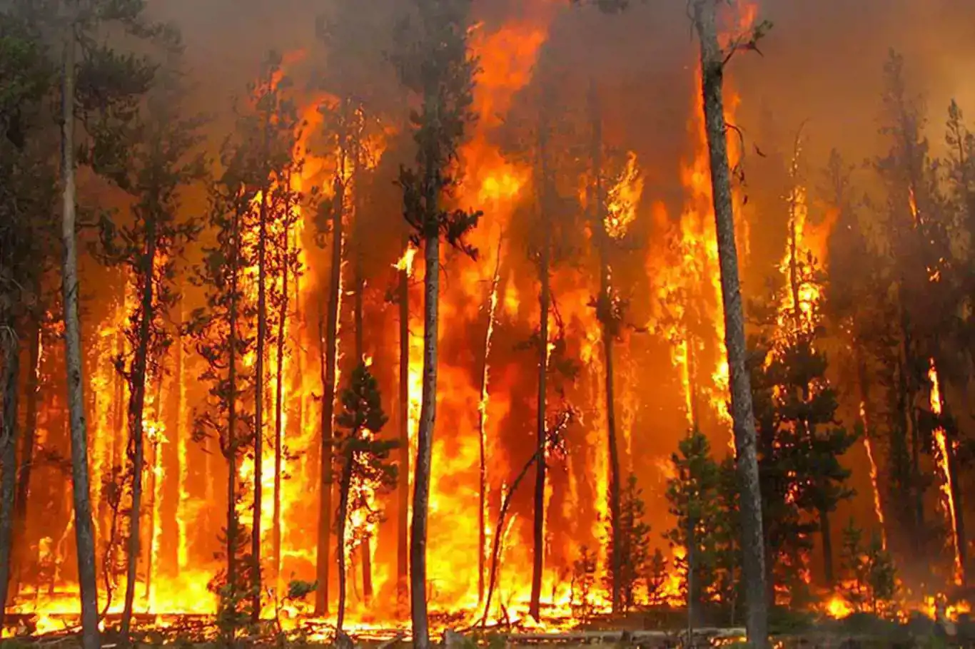 Forest fires in Algeria leave 34 dead, majority of blazes under control Forest fires in Algeria leave 34 dead, majority of blazes under control