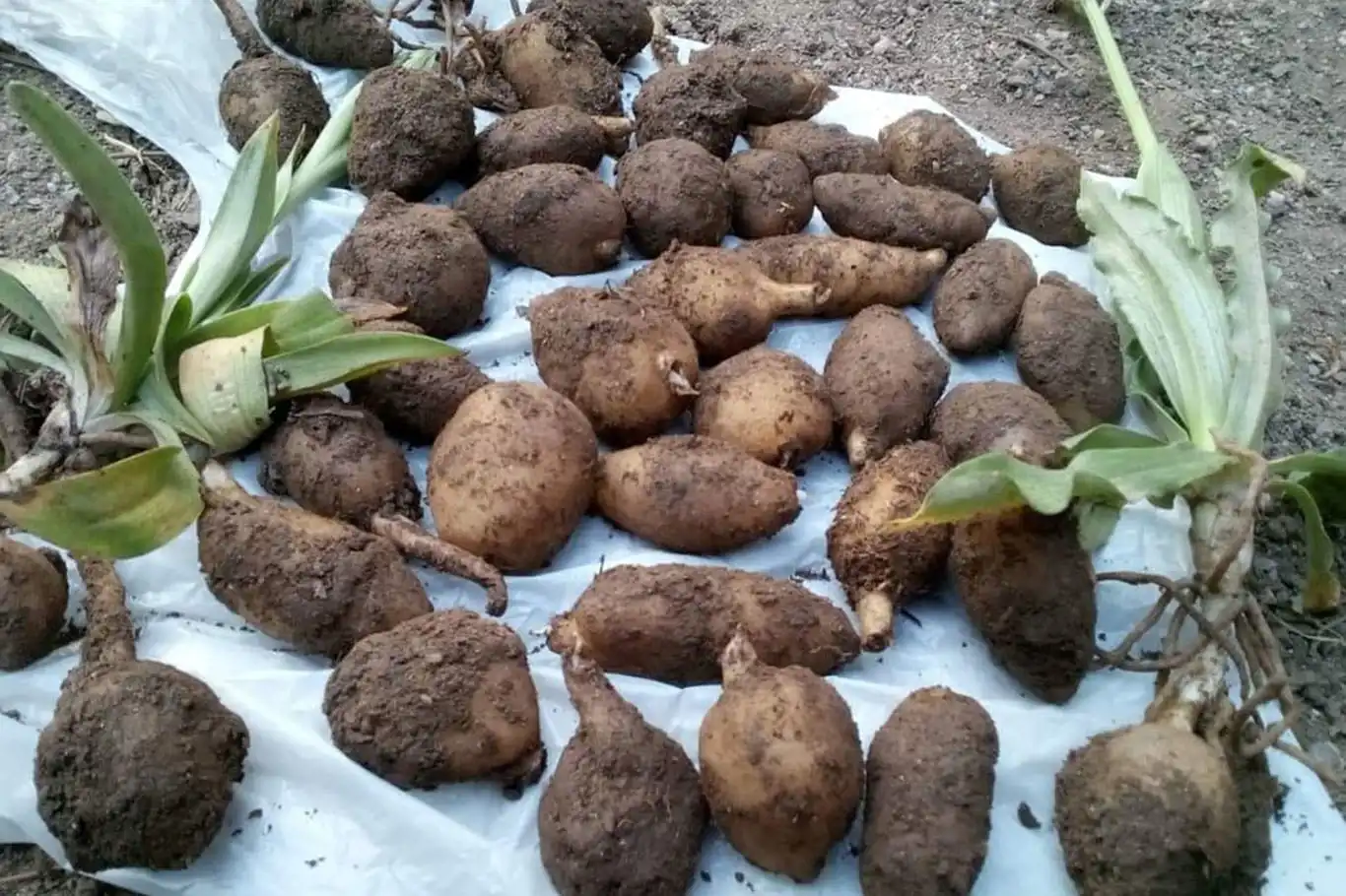 Tunceli'de salep soğanı toplayan 2 kişiye 220 bin lira ceza