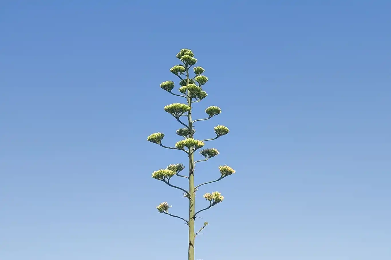 Ömründe sadece bir kere çiçek açan agave bitkisinin faydaları nelerdir? Ömründe sadece bir kere çiçek açan agave bitkisinin faydaları nelerdir?