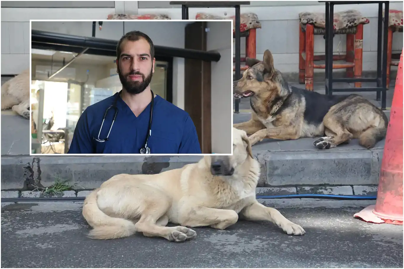 Veteriner Kelleci: Barınakların yetersizliği sokak köpeklerini artırıyor