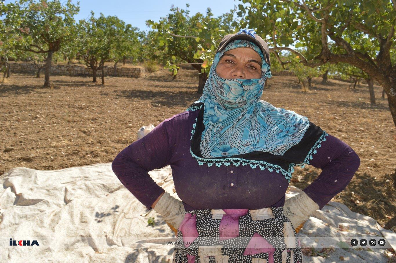 Di komkirina fistiqên Sêrtê de mesaî bedewam dike Di komkirina fistiqên Sêrtê de mesaî bedewam dike