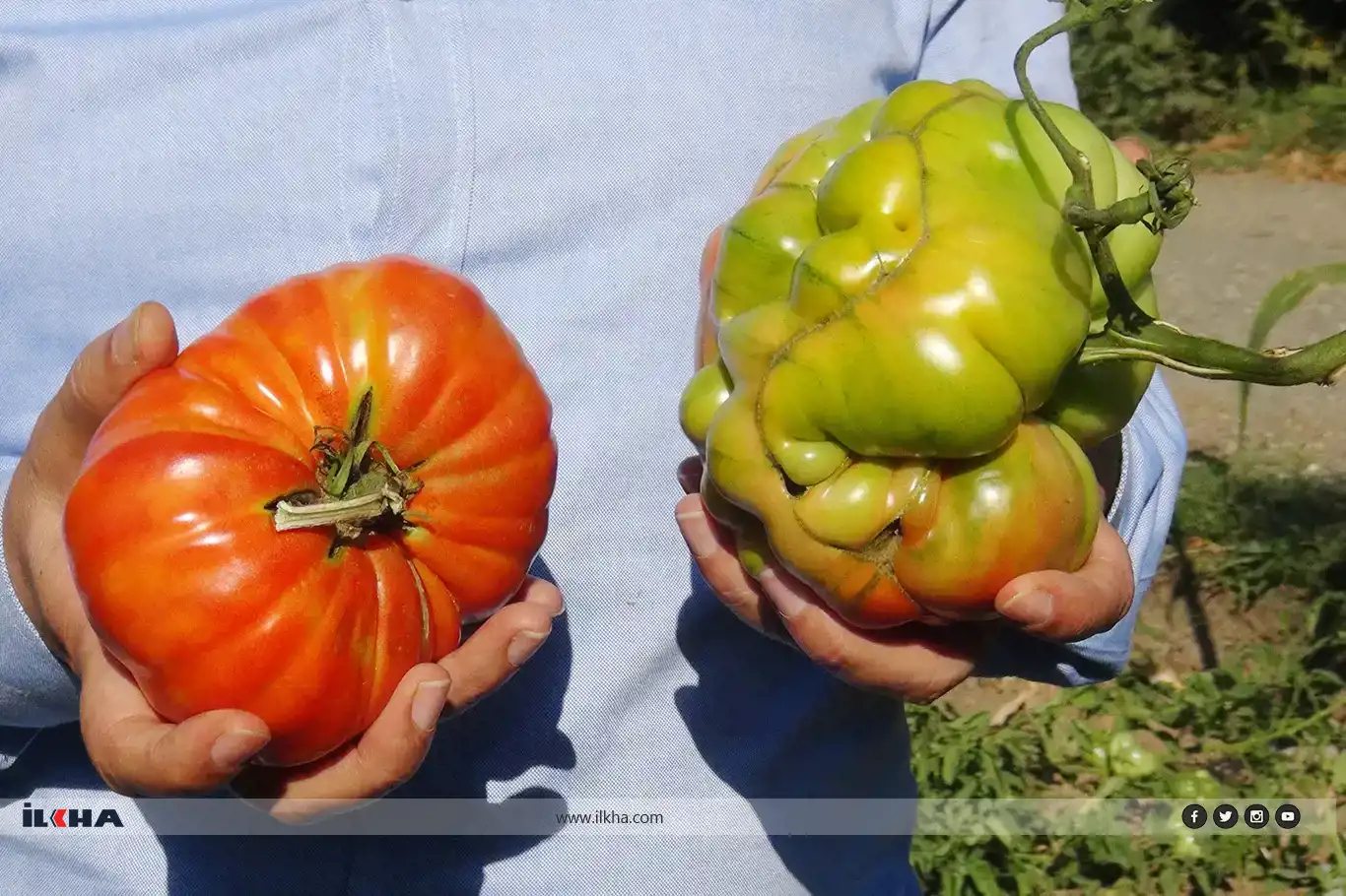 Bacanên sor bi giranbûn û mezinbûna xwe balan dikşînin li ser xwe