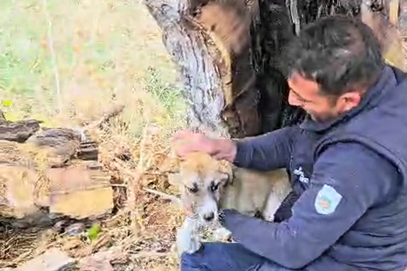 Ağacın kovuğunda sıkışan köpek kurtarıldı Ağacın kovuğunda sıkışan köpek kurtarıldı