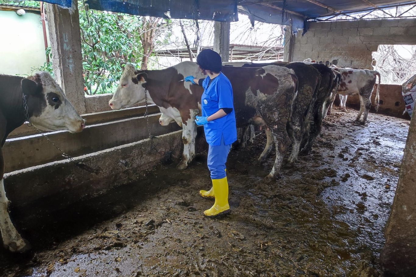 Adana'da 253 bin büyükbaş hayvan ücretsiz şap aşısı ile korundu