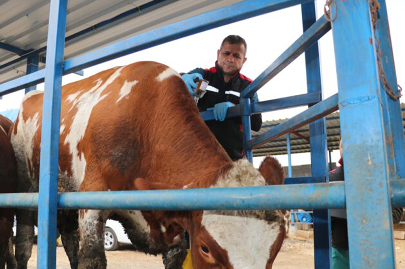 Adana'da 253 bin büyükbaş hayvan ücretsiz şap aşısı ile korundu