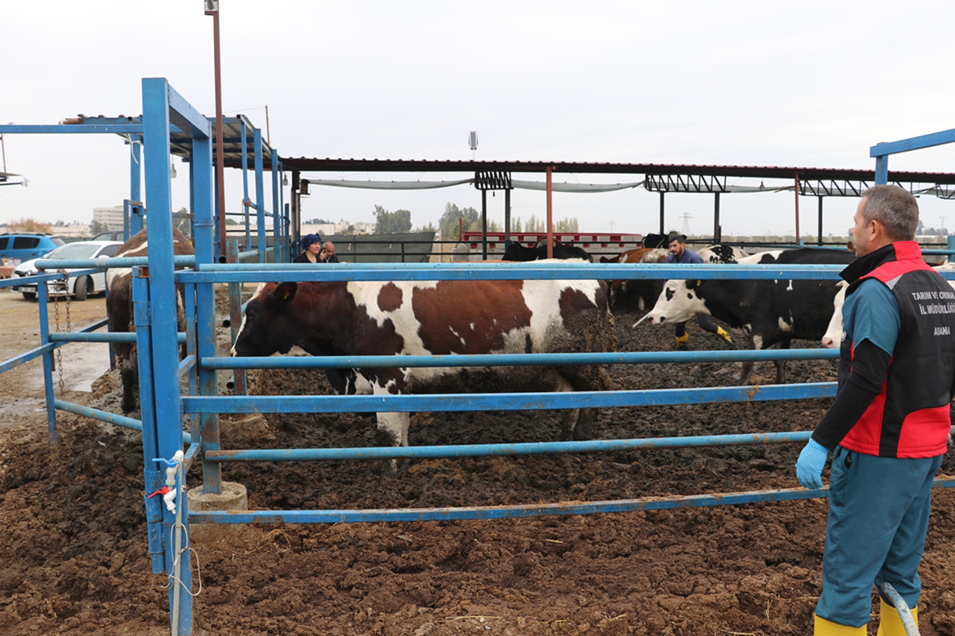 Adana'da 253 bin büyükbaş hayvan ücretsiz şap aşısı ile korundu