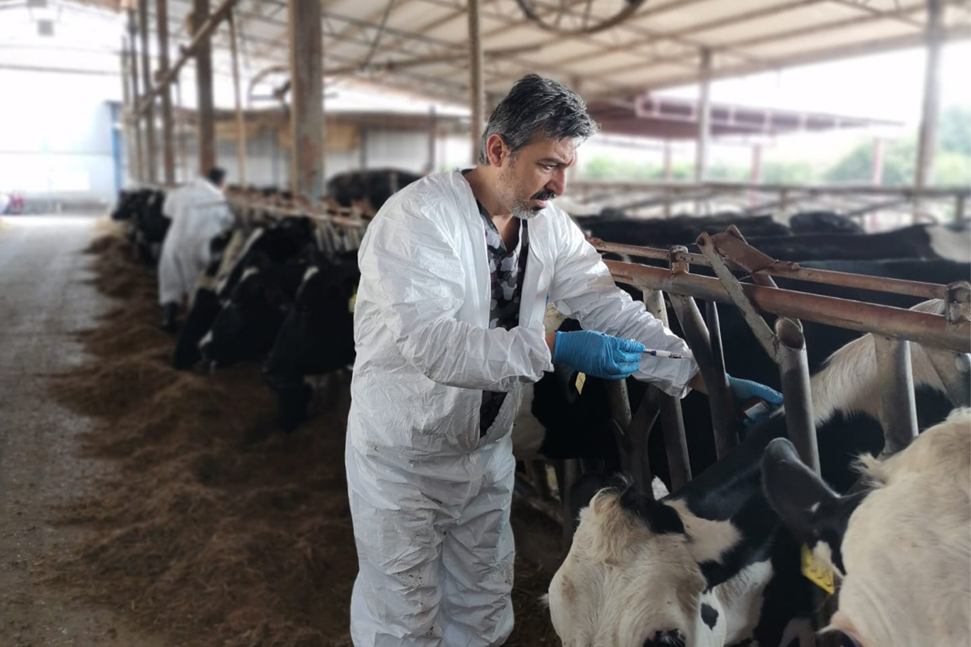 Adana'da 253 bin büyükbaş hayvan ücretsiz şap aşısı ile korundu