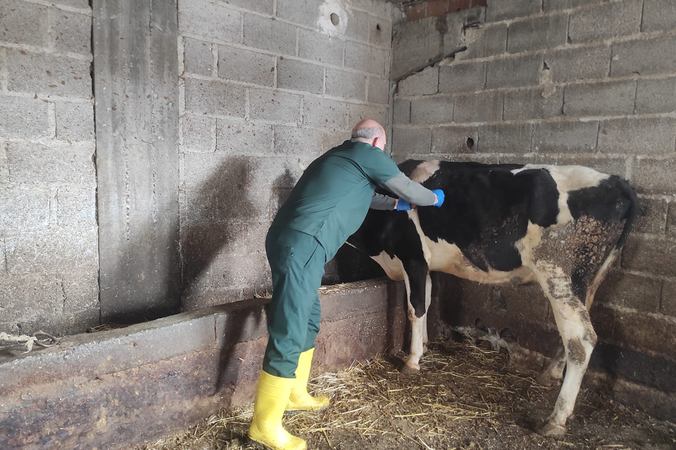 Adana'da 253 bin büyükbaş hayvan ücretsiz şap aşısı ile korundu