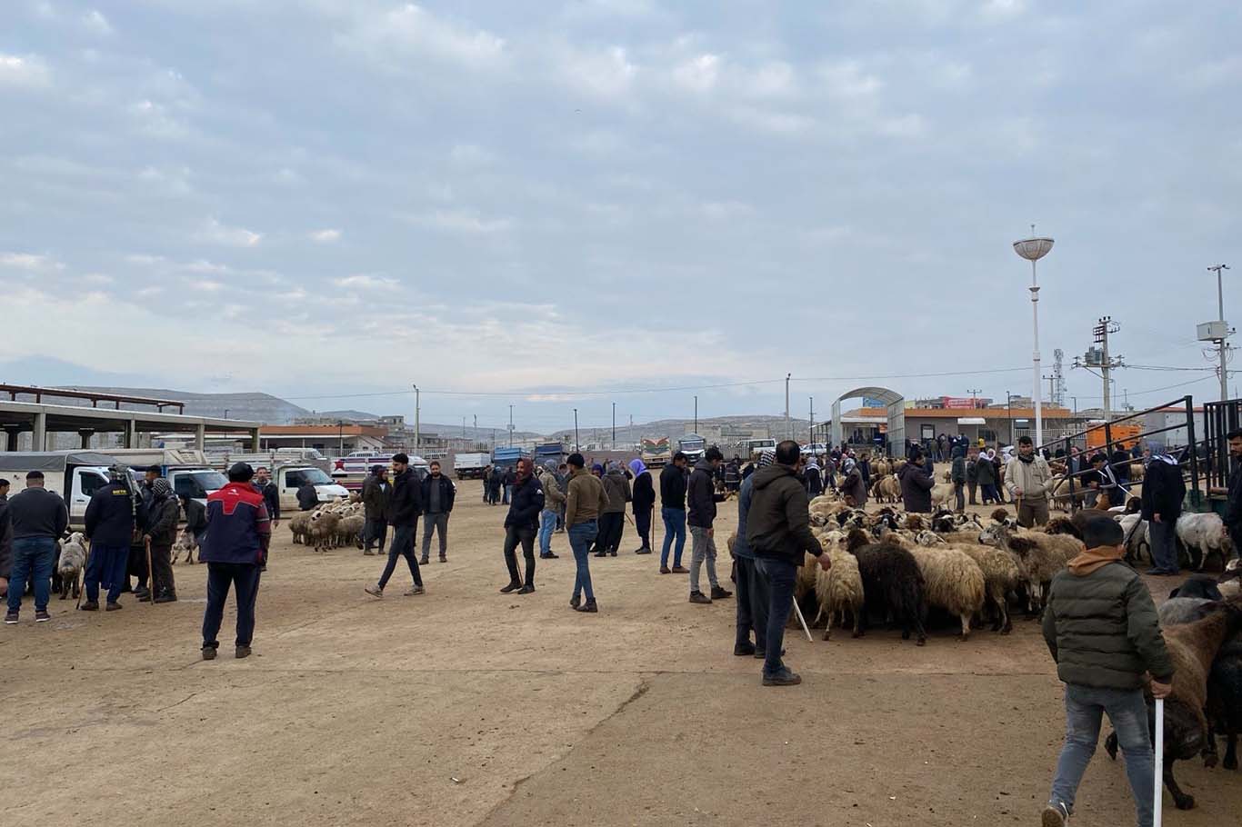 Besiciler: Hayvancılığın azalmasının sebebi mera ve yayılım alanlarının azalmasından kaynaklanıyor