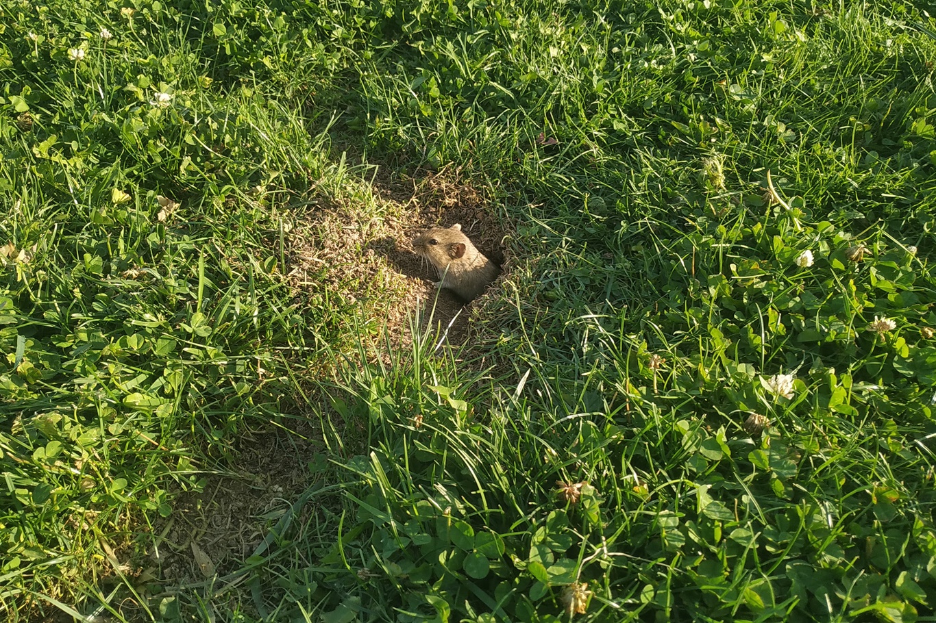 Tebessüm ettiren kedi fare oyunu