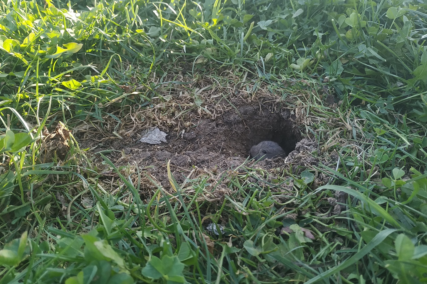 Tebessüm ettiren kedi fare oyunu