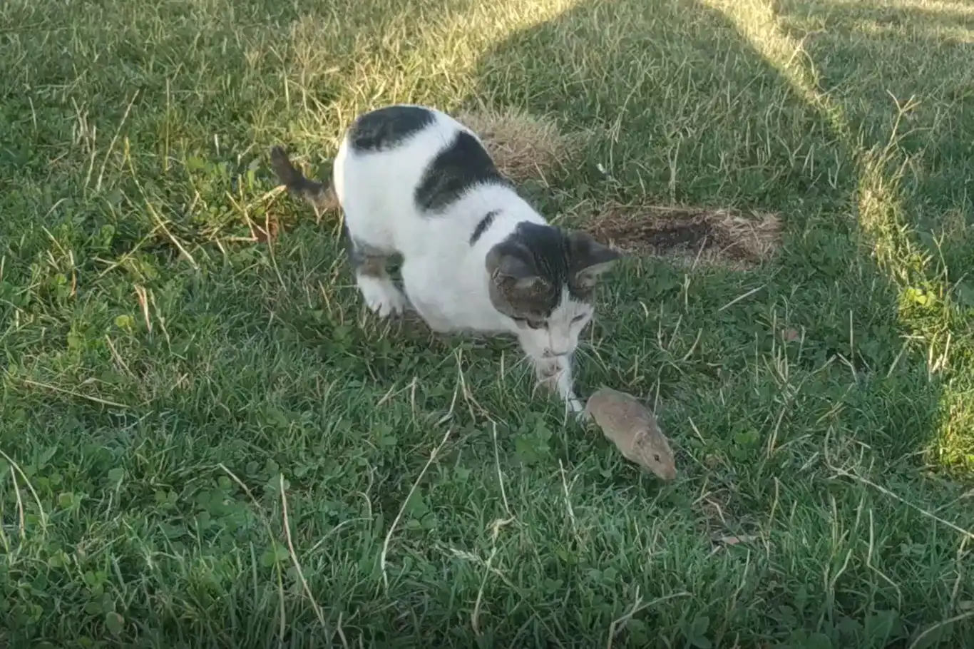 Tebessüm ettiren kedi fare oyunu