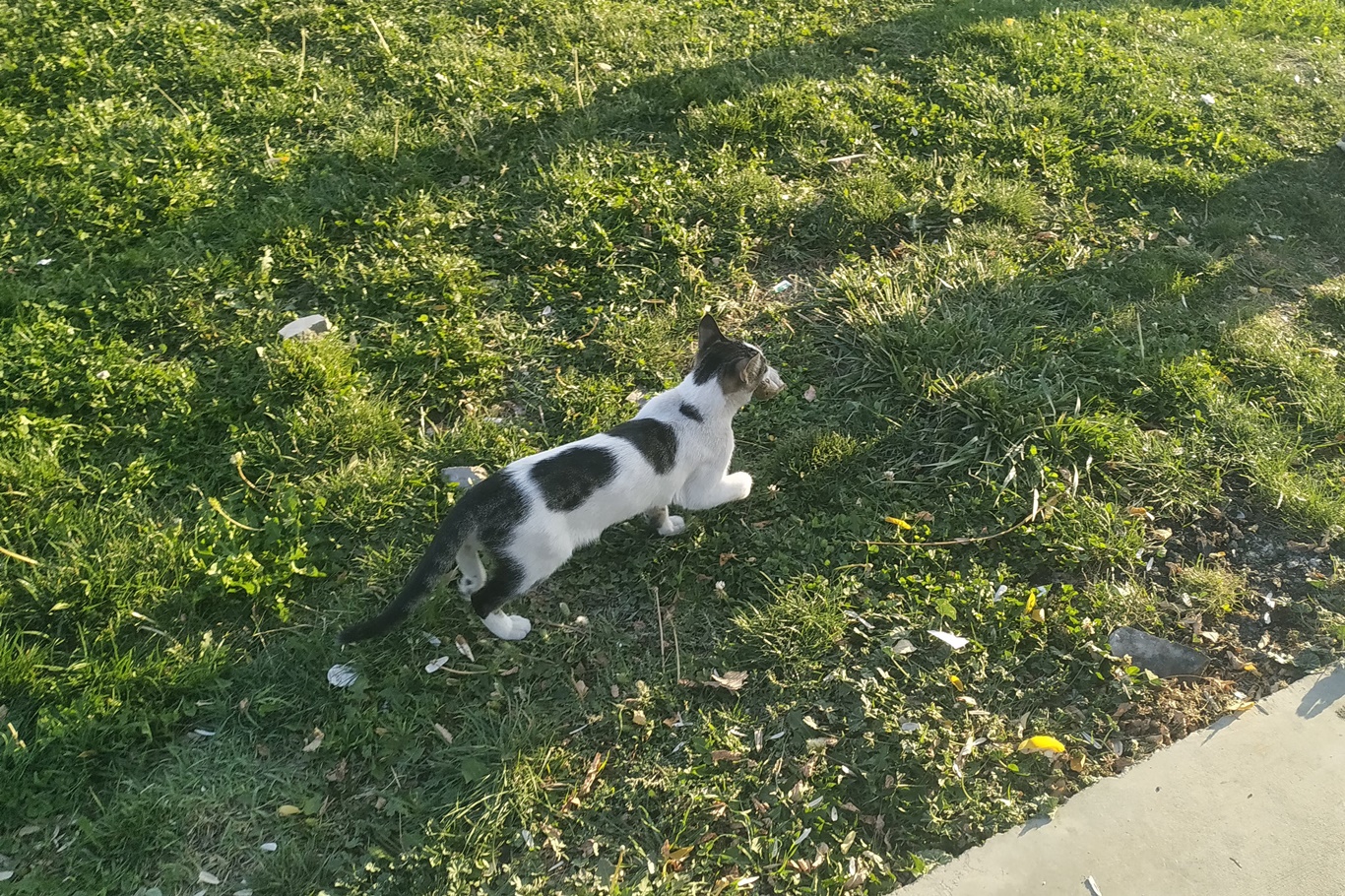 Tebessüm ettiren kedi fare oyunu