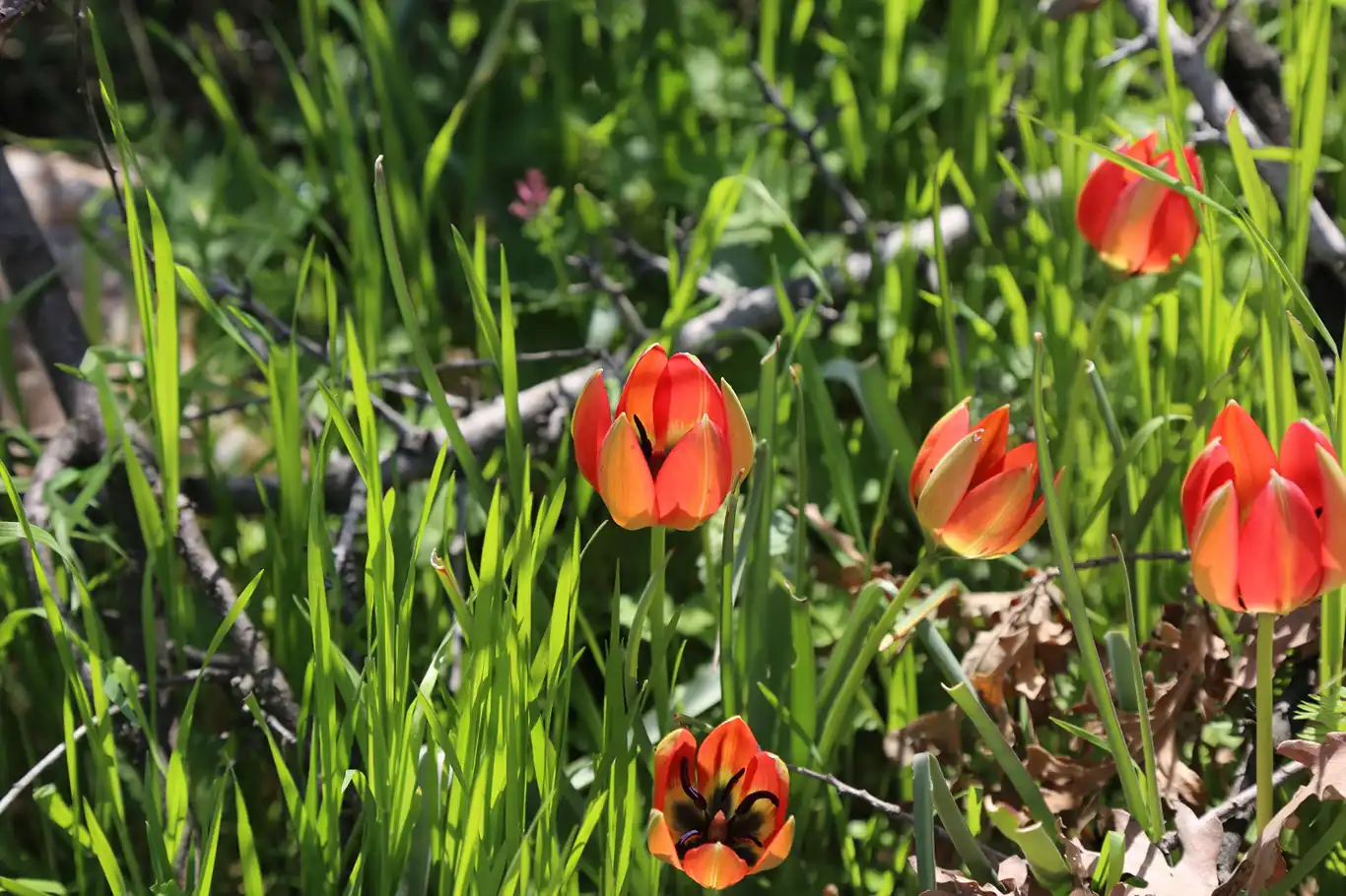 Manisa Lalesini koparmanın cezası 387 bin 142 TL Manisa Lalesini koparmanın cezası 387 bin 142 TL