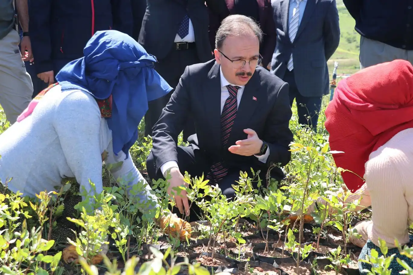 Siirt'te 125 bin adet Siirt fıstığı fidanı üreticilere dağıtıldı Siirt'te 125 bin adet Siirt fıstığı fidanı üreticilere dağıtıldı