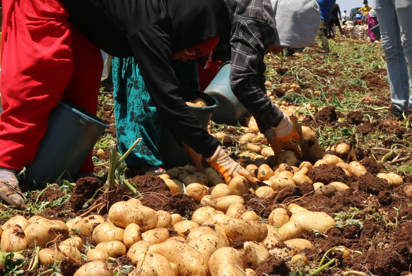 Adana'da patates hasadı başladı