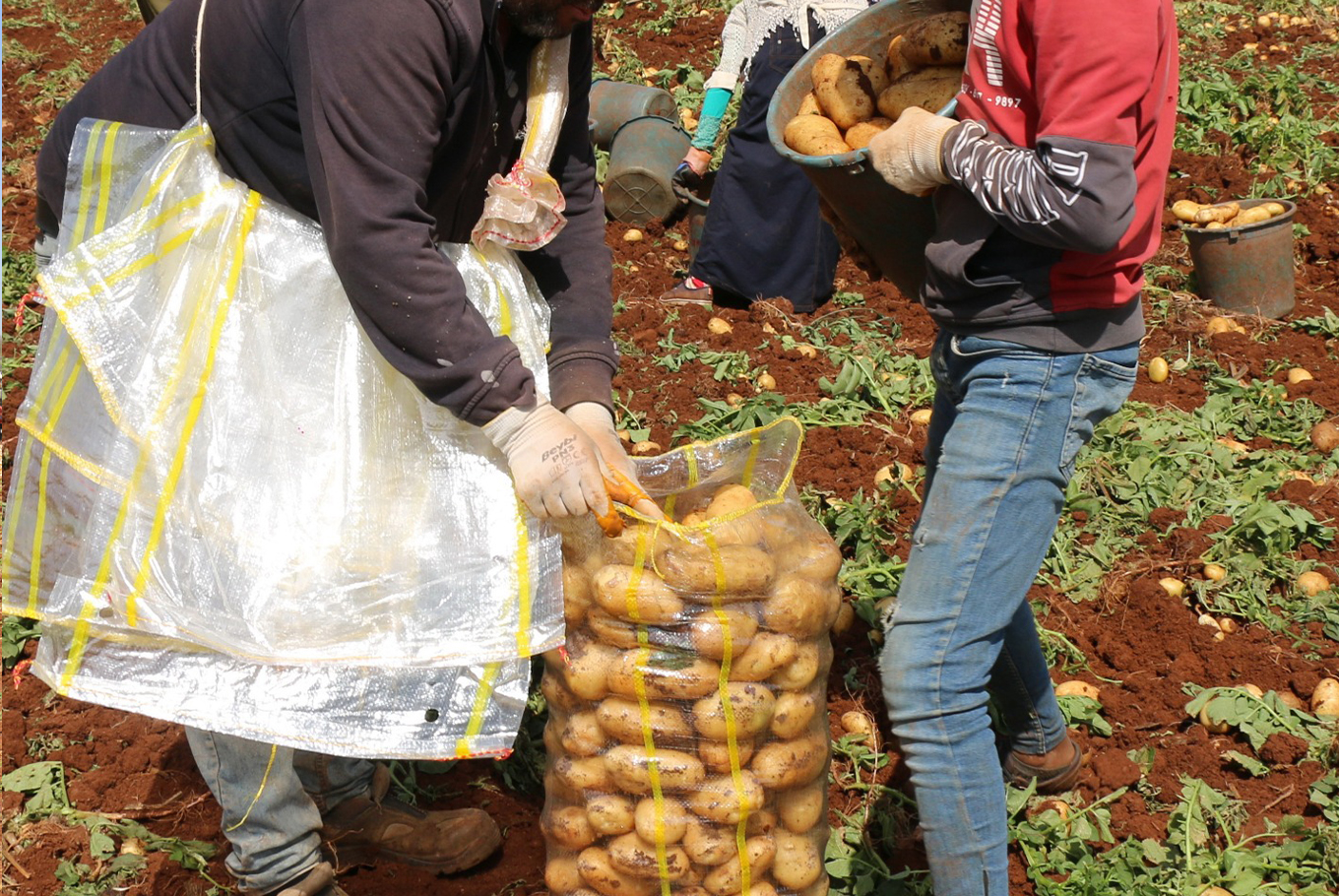 Adana'da patates hasadı başladı