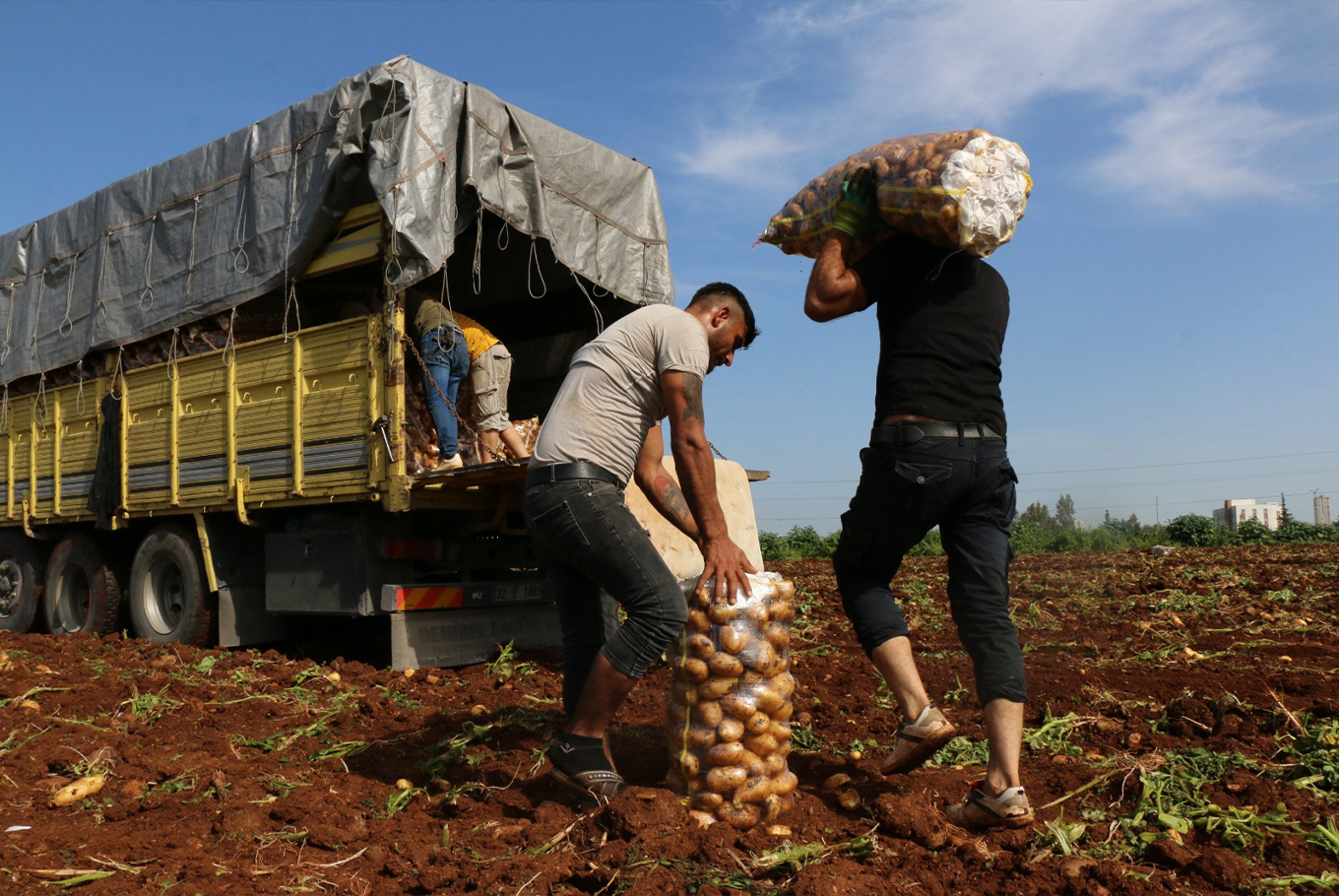 Adana'da patates hasadı başladı Adana'da patates hasadı başladı