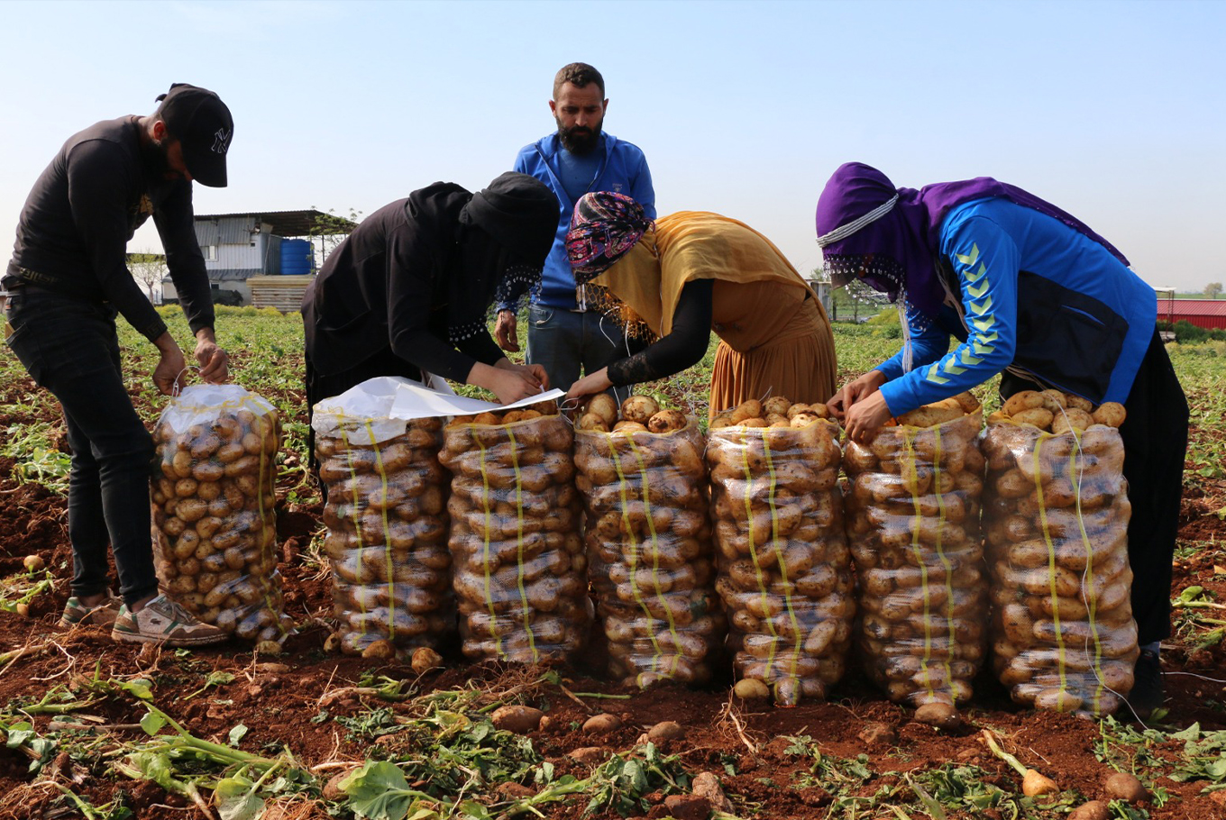 Adana'da patates hasadı başladı