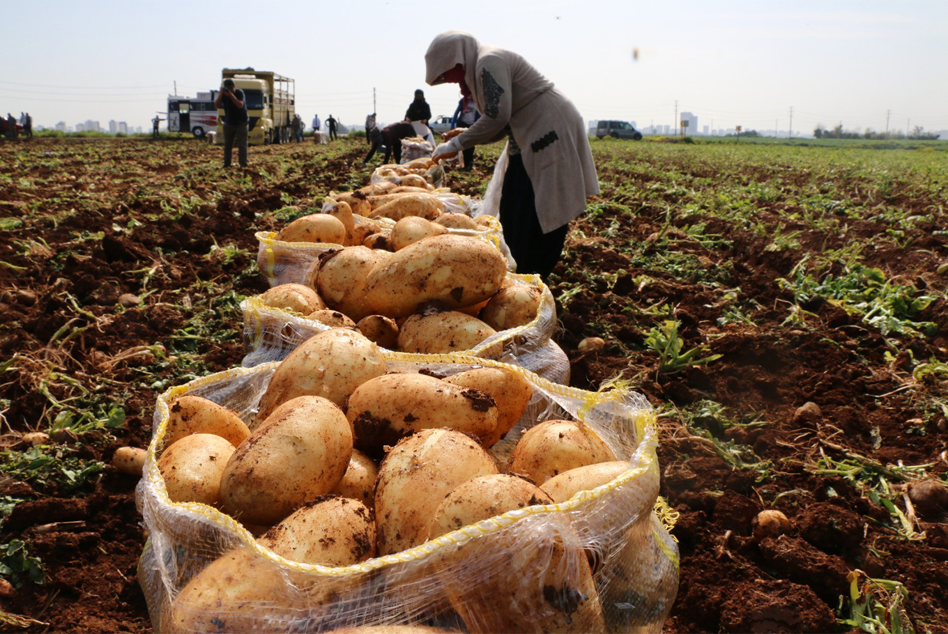 Adana'da patates hasadı başladı